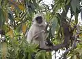 Jeune langur se nourrissant de feuilles d'arbre.