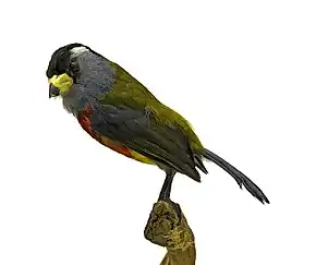 Cabézon toucan.