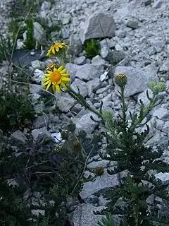 Description de l'image Senecio adenotrichius and rocks.jpg.