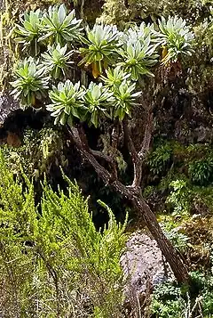 Dendrosenecio battiscombei a un tronc plus long avec moins de pousses isolantes que les autres espèces étant donné qu'il vit à plus faible altitude.