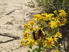 Deux zygènes butinant les fleurs.