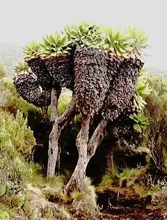 Dendrosenecio kilimanjari (Asteraceae)