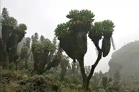 Séneçons géants (Dendrosenecio kilimanjari) dans le Barranco, au sud du Kibo.