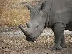 Rhinocéros