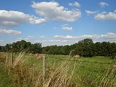 Prairie en été.