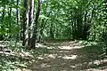 Le circuit des pierres mégalithiques en sous-bois.