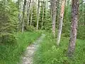 Le sentier menant à la tourbière dans le secteur St-Daniel.