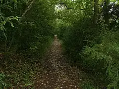 Un sentier de la forêt.
