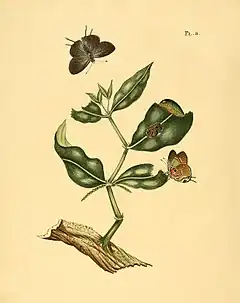 Description de l'image Sepp-Surinaamsche vlinders - pl 008 plate Thecla baeton.jpg.