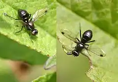 Sepsis fulgens, un Sepsidae