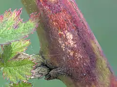 Parasite Septocyta ruborum, un Coelomycetes