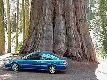 Vue du bas d'un tronc, une voiture à côté montre à quel point l'arbre est grand.