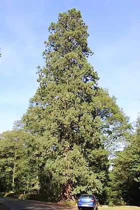 Image illustrative de l’article Forêt de Perseigne