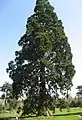 Séquoia géant (Sequoiadendron giganteum).