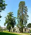 Arbres dans le jardin de l'abbaye