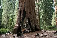 Forêt dense, où un rayon de lumière passe à travers la canopée.