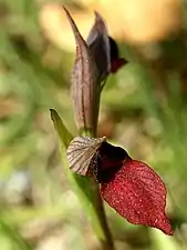 Labelle pourpre entier et calleux de Serapias lingua