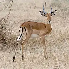 gazelle à pieds noirs, impala (mâle)