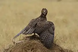 Aigle martial dans le parc national du Serengeti en Tanzanie. Septembre 2015.