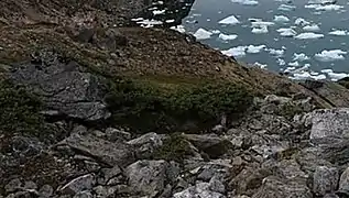 Photographie en couleurs de roches affleurantes en partie recouvertes de mousses et de lichens, un fjord parsemé d'icebergs visible au second plan.