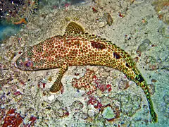 Description de l'image Serranidae - Epinephelus spilotoceps.jpg.