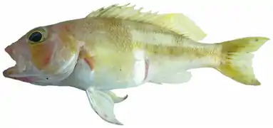 Serranus notospilus