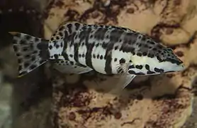 Serranus tigrinus