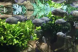 Groupe en aquarium