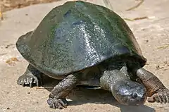 Description de l'image Serrated Hinged Terrapin (Pelusios sinuatus) (16711115324).jpg.