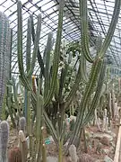 Serre des Cactaceae en 2013.