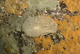 Sertella septentrionalis, un Bryozoa.