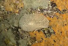 Sertella septentrionalis (Bryozoaire)