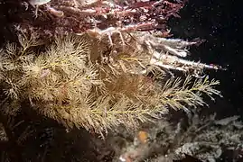 Certaines espèces comme l'hydraire argenté étaient récoltées pour servir à de multiples décorations.