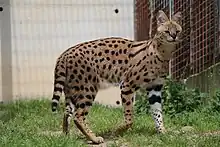 Serval saisi