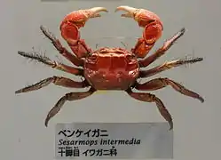 Sesarmops intermedius