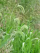 Setaria viridis.