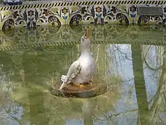 Détail du canard, au dessus d'une tortue