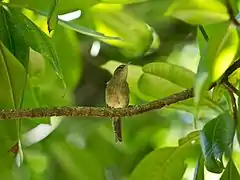 Description de l'image Seychellen-Rohrsaenger - Acrocephalus sechellensis.jpg.