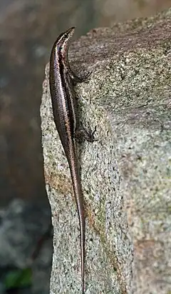 Description de l'image Seychelles Skink - Mabuya sechellensis.jpg.