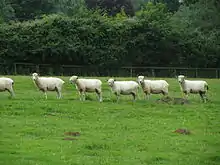 Photo couleur de moutons blancs à la queue leu leu, dans une prairie verdoyante. Les moutons à toison courte (tondue) ont une longue frange sur le front.