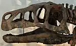 Crâne de Shansisuchus exposé au musée.