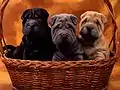 Jeunes shar-pei