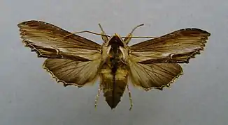 Papillon étalé.