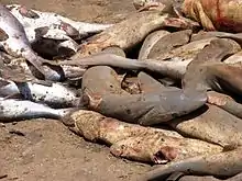 Des requins fraichement tués, sans nageoires, entassés sur une plage.