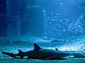 Requin-corail