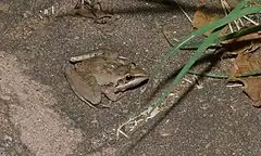 Description de l'image Sharp-nosed Grass Frog (Ptychadena oxyrhynchus) (5984077155).jpg.