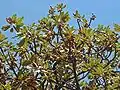 Vitellaria paradoxa, l'arbre à karité