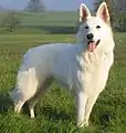 Berger blanc suisse