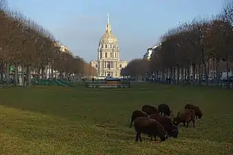 Moutons sur la promenade en 2009.