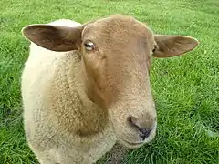 Mouton vu de face.